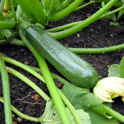 Courgette Profusion Hybride F1